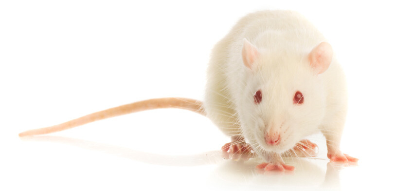 A white rat 